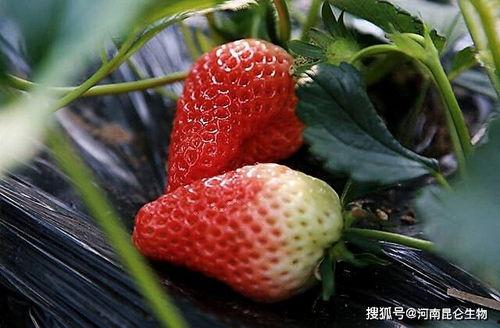 吸的草莓图片,吸食之美，尽在这一口鲜甜